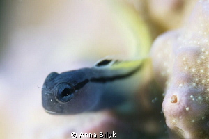 Fringed Blenny
 by Anna Bilyk 